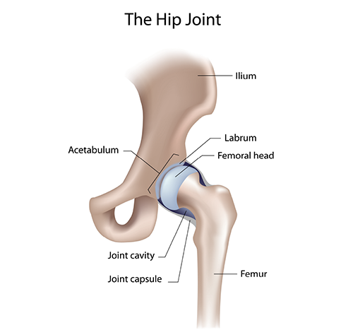 HIP Joint